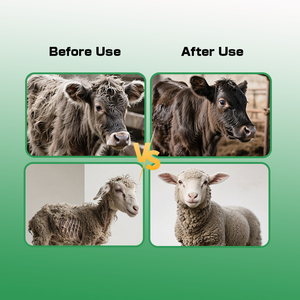 CY Ruminant Growth Booster: Promueve el Crecimiento Rápido y Mejora la <span class=keywords><strong>Porcentaje</strong></span> de Carne Magra y Aditivos para Alimentación de Ganado - Product Image 5