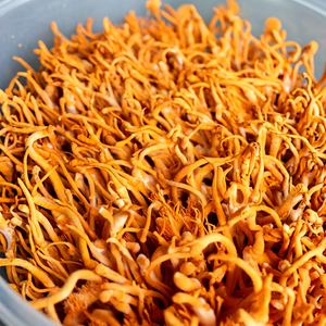 สารสกัดจาก Cordyceps บริสุทธิ์-ผงสมุนไพรที่มีความบริสุทธิ์สูงสำหรับผลิตภัณฑ์เสริมอาหาร - Product Image 1