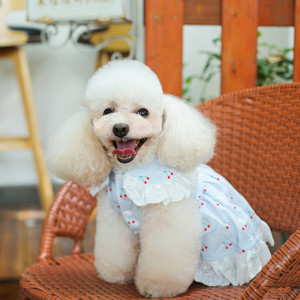 Vestido de Verano para <span class=keywords><strong>Perro</strong></span>, Vestido Tutú para <span class=keywords><strong>Perro</strong></span> Pequeño, Ropa Suave y Elástica para Mascotas, Chihuahua, Bulldog Francés, Corgi, Poodle, <span class=keywords><strong>Shih</strong></span> <span class=keywords><strong>Tzu</strong></span>, <span class=keywords><strong>Cachorro</strong></span> - Product Image 4
