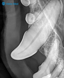 Equipo de Radiografía Digital Portátil a Batería, Equipo de Rayos X Compacto para Clínicas <span class=keywords><strong>Veterinarias</strong></span> de Emergencia, Máquina de Rayos X DR Portátil - Product Image 6