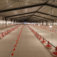 Équipement avicole pour l'élevage de poulets de chair : Mangeoires automatiques pour poulets de chair