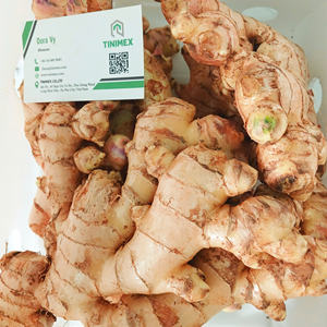 Dernière importation de gingembre frais YOUNG/Gingembre/ Ingwer - 10kg/carton, stock Offre Spéciale (WA: + 84362512699) - Product Image 4