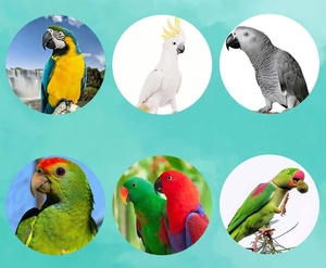 L'uccello si nutre di cibo misto per canarino di uccelli cibo per pappagalli - Product Image 4