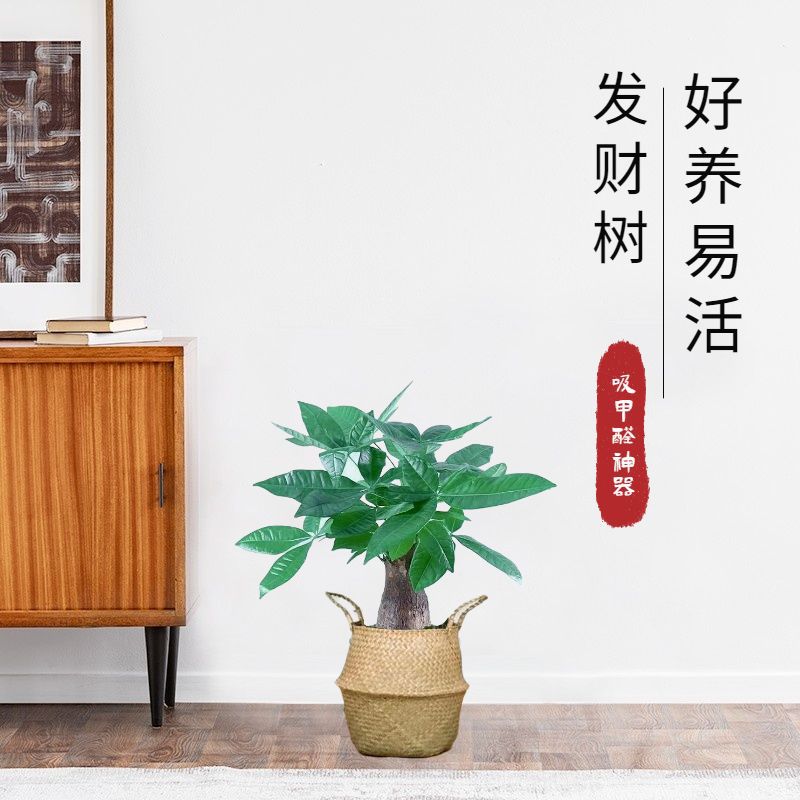 Árbol de la fortuna unipolar de 12 a 14 metros.