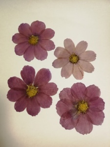 Real Dried Pressed Flower <strong>Calliopsis</strong> Cosmos Dyed Lilac With Natural Heart - Product Image 3