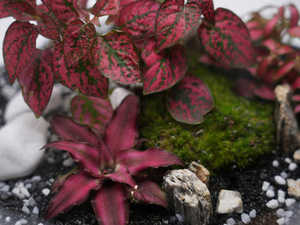 Kit de terrario DIY Premium de Marrakech, maceta de pie para suelo de campo alto, decoración interior y exterior para el hogar, jardín de guardería con - Product Image 4