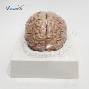 Modèle d'anatomie cérébrale à double hémisphère en PVC avec marquage des vaisseaux, kit pédagogique pour cours de <span class=keywords><strong>neurosciences</strong></span> en faculté de médecine, ressources pédagogiques CE/ISO/ROHS - Product Image 3
