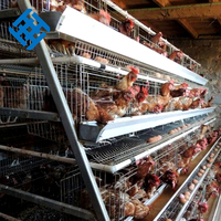 Équipement d'élevage avicole pour poules pondeuses, cage à poules de 70 places, grillage, poulailler à enclos libre, prix d'usine, soudure