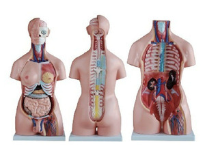 85Cm Geavanceerde Anatomische Biologiemodellen 23 Deel Menselijke Anatomie Torso Model Voor Onderwijs & Opleiding Demonstratie - Product Image 5