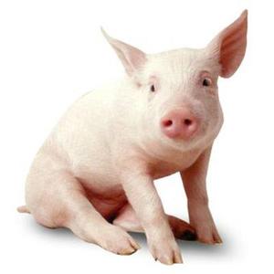 Poudre de peptide perlé à haute teneur et haute pureté, extrait de cellules sanguines de porc de qualité alimentaire 99% - Product Image 3