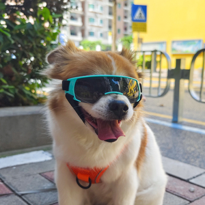 <span class=keywords><strong>Lunettes</strong></span> <span class=keywords><strong>de</strong></span> <span class=keywords><strong>soleil</strong></span> pour <span class=keywords><strong>chien</strong></span> Anti-UV <span class=keywords><strong>Lunettes</strong></span> <span class=keywords><strong>de</strong></span> <span class=keywords><strong>soleil</strong></span> pour animaux <span class=keywords><strong>de</strong></span> compagnie <span class=keywords><strong>Lunettes</strong></span> coupe-vent anti-poussière Crème solaire pour <span class=keywords><strong>chien</strong></span> <span class=keywords><strong>avec</strong></span> sangle réglable pour <span class=keywords><strong>chien</strong></span> - Product Image 2