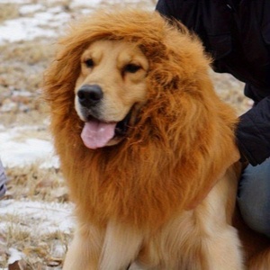 Costume da Leone Realistico e Divertente per <span class=keywords><strong>Cani</strong></span>, Criniera Marrone in Pelliccia Sintetica con Orecchie e Coda, per <span class=keywords><strong>Cani</strong></span> di Taglia Media e Grande, Tutte le Stagioni - Product Image 6
