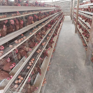 أفضل سعر وأرخص سعر لقفص دجاج آلي بأربعة طوابق من النوع A - Product Image 1