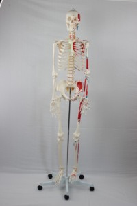 Mô hình bộ xương người 85cm nửa cơ thể màu W/nguồn gốc cơ bắp và chấm dứt treo trên một cuộc Biểu tình giảng dạy thép - Product Image 3