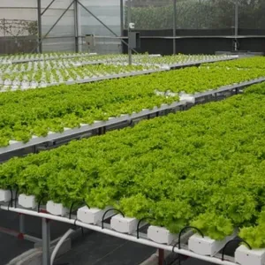 Sistema hidropónico para agricultura, invernadero de tipo A para granja Vertical, sistema de cultivo hidropónico de canal de PVC