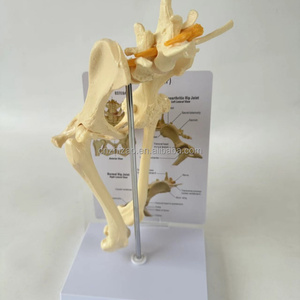 Honden Heupgewricht Model Hond Skelet Bot Dierlijk Onderwijsinstrument - Product Image 4