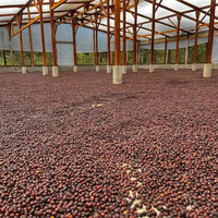 Plateau de séchage solaire pour café – Séchoirs solaires pour serres
