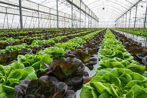 <span class=keywords><strong>Acheter</strong></span> Serre <span class=keywords><strong>De</strong></span> Yutuo Film Mince Agricole Tunnel Serre Multi Span pour Planter Légumes/<span class=keywords><strong>Tomates</strong></span>/Poivrons/Fruits - Product Image 2