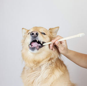 bamboo dog toothbrush