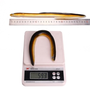 Esche Artificiali <span class=keywords><strong>per</strong></span> la Pesca: Anguilla in Silicone Morbido 300mm/59.3g, Esche Artificiali <span class=keywords><strong>per</strong></span> Anguilla e Loach - Ingrosso - Product Image 3