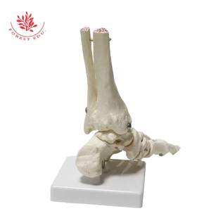 Modelo de huesos del pie, modelo de articulación de pie <span class=keywords><strong>humano</strong></span> de PVC con ligamentos, modelo de <span class=keywords><strong>tobillo</strong></span> de tamaño real para enseñanza médica anatómica - Product Image 5
