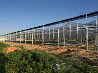 Serre commerciale pour la culture de tomates - Couverture en PE durable et ventilation pour légumes, fruits, fleurs, arbres