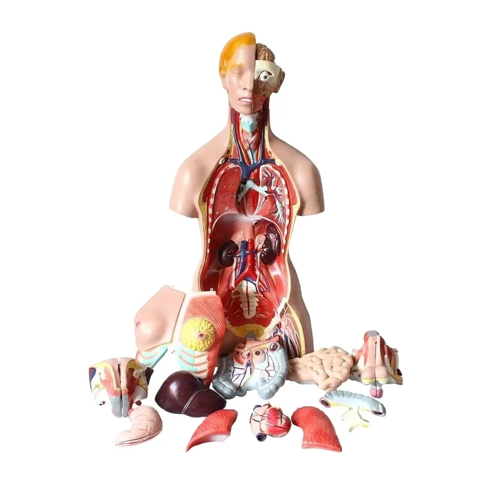 FORESTEDU Torso Humano Modelo 24 Peças 33 "Life Size Molde Anatômico com Órgãos Removíveis para Suprimentos de Ensino da Ciência Médica