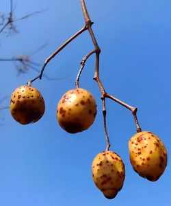 ผงสารสกัดจากเปลือกต้นนีค คุณภาพสูง เกรดอาหาร โทเซนดานิน 1% 5% CAS 58812-37-6 - Product Image 2