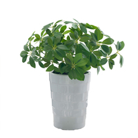 Tanaman Schefflera Arboricola Pot Plastik Real Touch Grosir untuk Dekorasi Rumah, Kantor, Dalam & Luar Ruangan