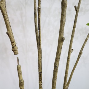 2025 nouvel arbre <span class=keywords><strong>Toona</strong></span> artificiel avec feuilles réalistes Faux arbre intérieur extérieur pour bureau à domicile salon chambre porche décor - Product Image 6