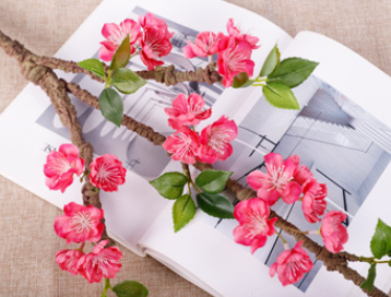 กุหลาบแดง