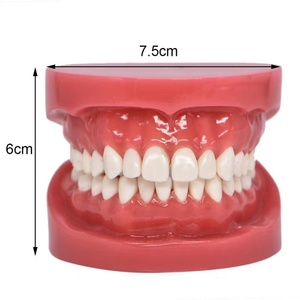 <span class=keywords><strong>Modelo</strong></span> de cepillado Dental para niños, 1/2 <span class=keywords><strong>modelo</strong></span> <span class=keywords><strong>estándar</strong></span>, para enseñanza oral y corrección de cepillado - Product Image 5