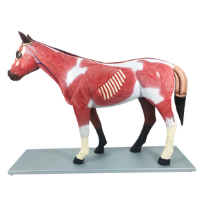 Modelo de Anatomía de Caballo ADA-B030 - Product Image 1
