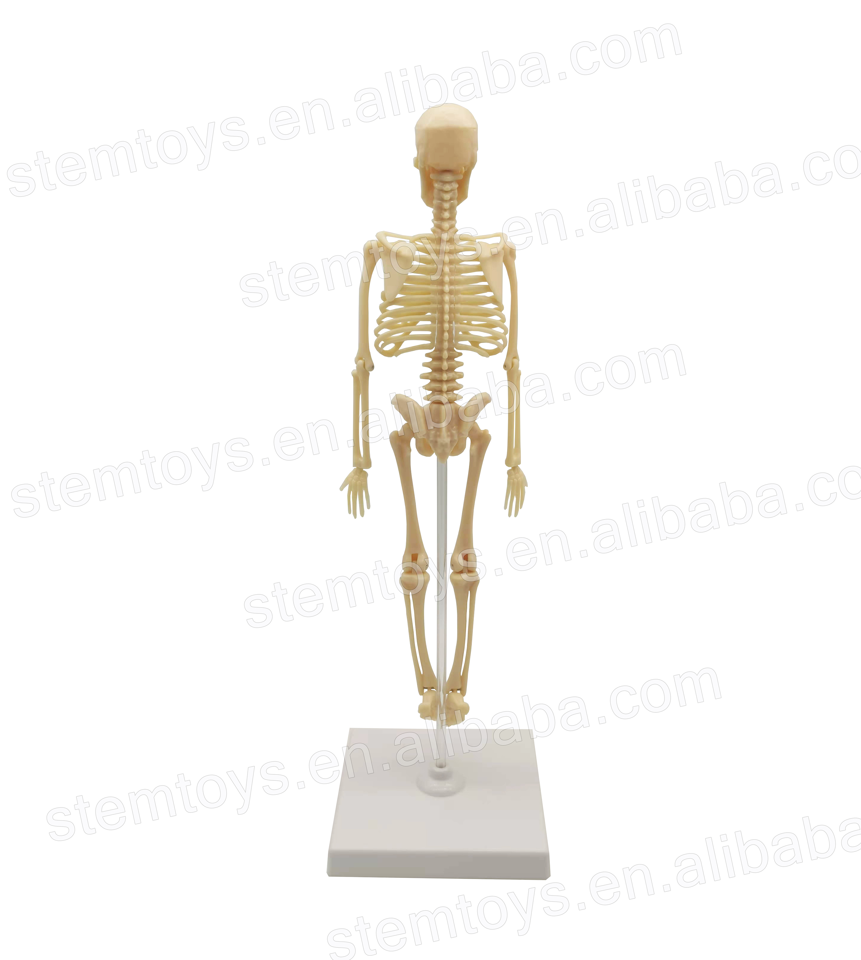 Обучающая игрушка, модель человеческого скелета для школы
