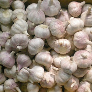 <span class=keywords><strong>Ajo</strong></span> Crudo de Piel Morada Característico de Henan, Cultivado con Cuidado, Picante y Especiado, Gran Éxito de Ventas en Todo el Mundo - Product Image 2