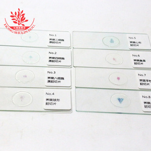Experimento didáctico de biología: Juego de preparaciones de microscopio del desarrollo del embrión de ovónica ovata; con coloración brillante, estructura clara. - Product Image 4