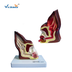 Modelo de Oído Canino de Doble Cara, Modelo Anatómico 3D, Modelo Médico Canino, Modelo de Enseñanza Humana - Product Image 1