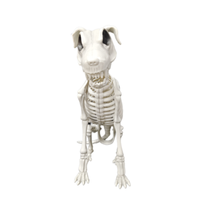 Modelo de Esqueleto Canino para Ciencias Médicas, Enseñanza de Biología Humana y Decoración de Halloween - Product Image 1