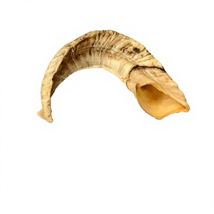 Shofar de Cuerno de Carnero Natural Genuino, Instrumento de Cuerno Crudo Hecho a Mano, Cuerno Musical Religioso Tradicional, Tacto Real de Animal, Alta Calidad - Product Image 2