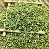 Extrait de Sophora Japonica en poudre de Rutine 95% 98% CAS 153-18-4 Vitamine P Qualité Alimentaire Antioxydant Matière Première Fourniture Usine