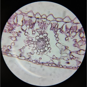 Cross section of fern leaf; sporangium; spores; plant and animal slice specimens; <b>microscope</b> slide for observation in middle - Product Image 1