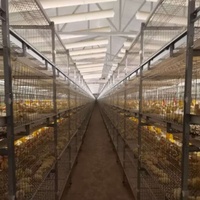 Cage d'élevage de poulets de chair moderne intelligente et automatique de grande quantité pour poulailler de grande ferme avicole