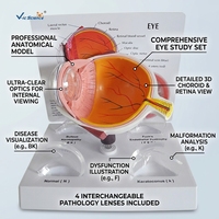 Modelo Anatómico de Cornea con Lesiones Patológicas para Enseñanza de Oftalmología y Entrenamiento Hospitalario, con Certificación CE ISO