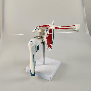 Modèle de <span class=keywords><strong>squelette</strong></span> humain médical en PVC SCIEDU avec articulation de l'épaule et points de départ/arrivée des <span class=keywords><strong>muscles</strong></span> pour l'entraînement - Product Image 3