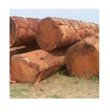 Tronchi di legno africano/Gabon Doussie-materia prima alta qualità bassa tassa-pachicloba, doussie, tali, legno di okan