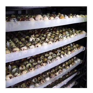 Œufs de caille pelés et cuits en vrac, qualité alimentaire, naturels, prêts à consommer, riches en protéines, vente en gros directe d'usine, qualité export - Product Image 2