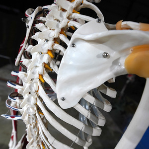 Modèle de coloriage du squelette humain et de la distribution musculaire, modèle de simulation d'échantillon squelettique pour l'enseignement médical, 178 cm - Product Image 3