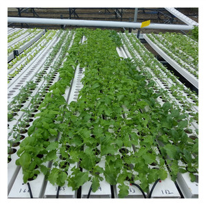 Serres agricoles Hydroponique Gully Agriculture verticale Gouttière Smart Garden NFT Grow - Product Image 4