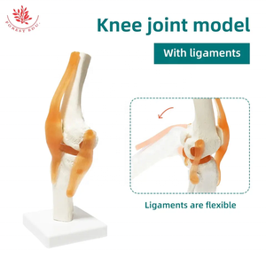 Modelo anatómico <span class=keywords><strong>de</strong></span> articulación <span class=keywords><strong>de</strong></span> <span class=keywords><strong>rodilla</strong></span> <span class=keywords><strong>de</strong></span> tamaño Natural humano FRT029 modelo <span class=keywords><strong>de</strong></span> esqueleto <span class=keywords><strong>de</strong></span> anatomía con <span class=keywords><strong>ligamentos</strong></span> - Product Image 4