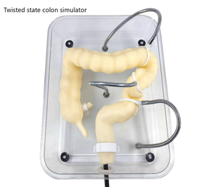Medizinisches Koloskopie-Trainings modell für den Unterricht Soft Simulation Colonic Organ Model Colon Model - Product Image 5